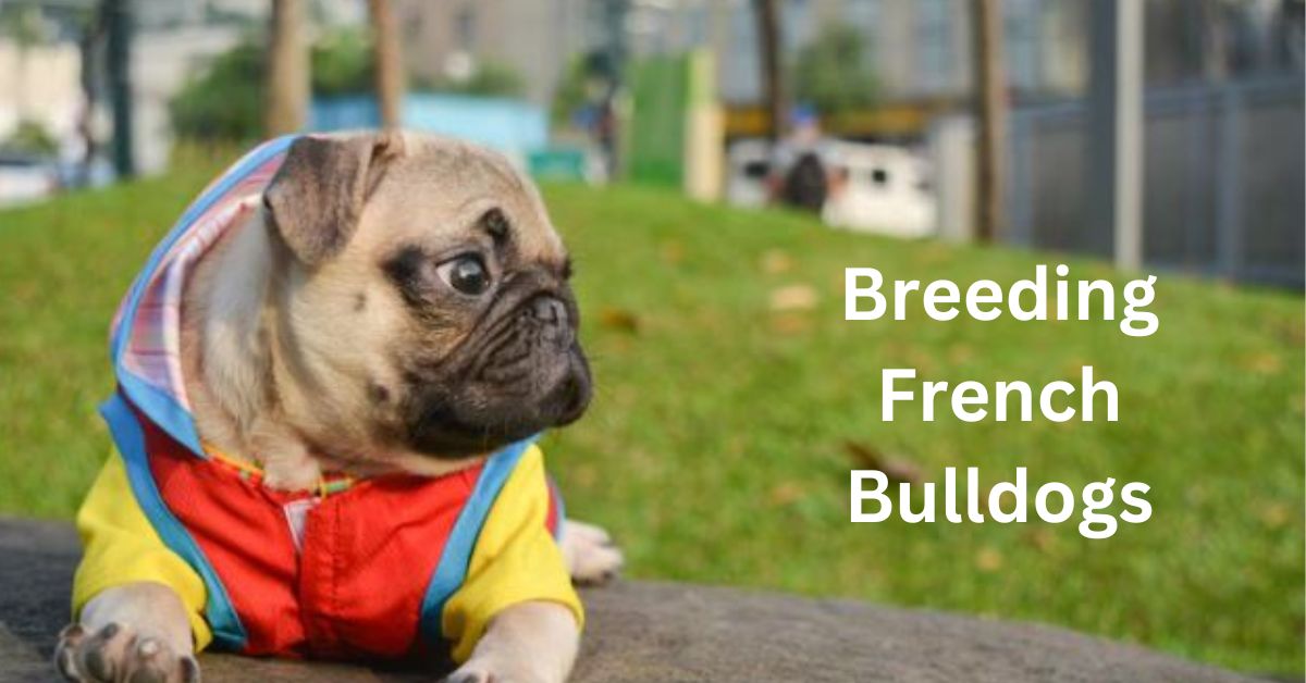 Breeding French Bulldogs