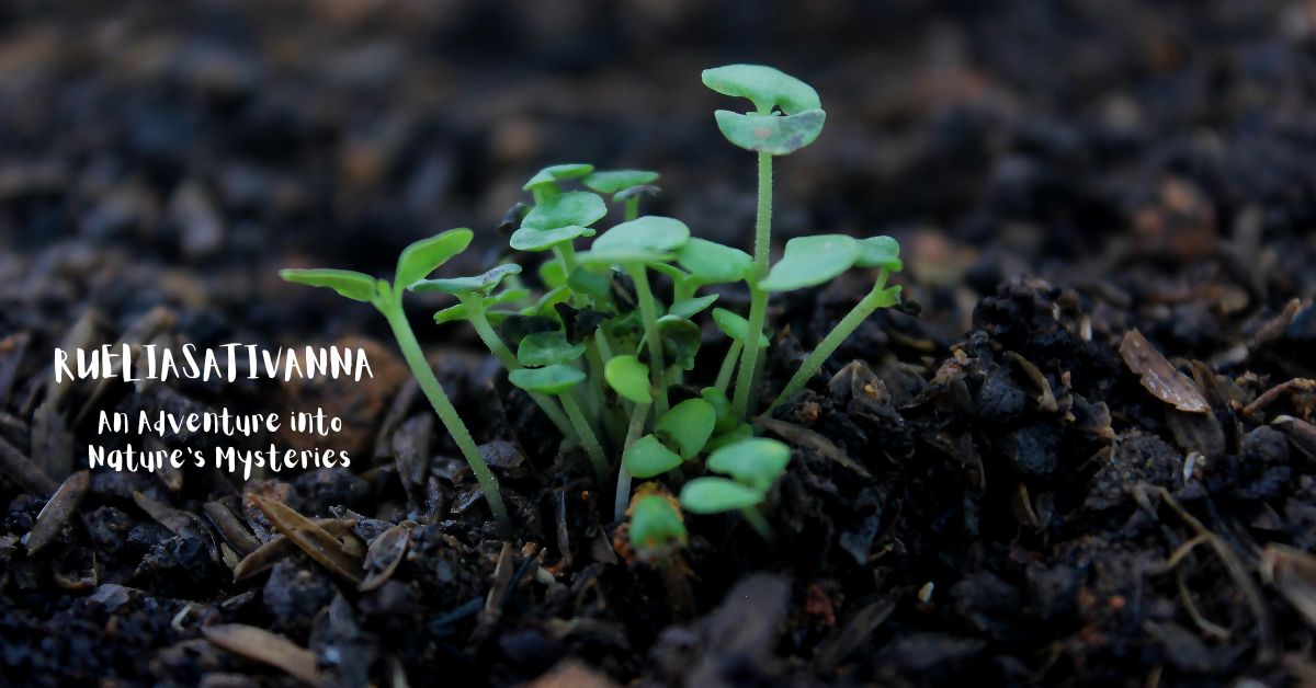 Exploring the Enigmatic Rueliasativanna: An Adventure into Nature's Mysteries