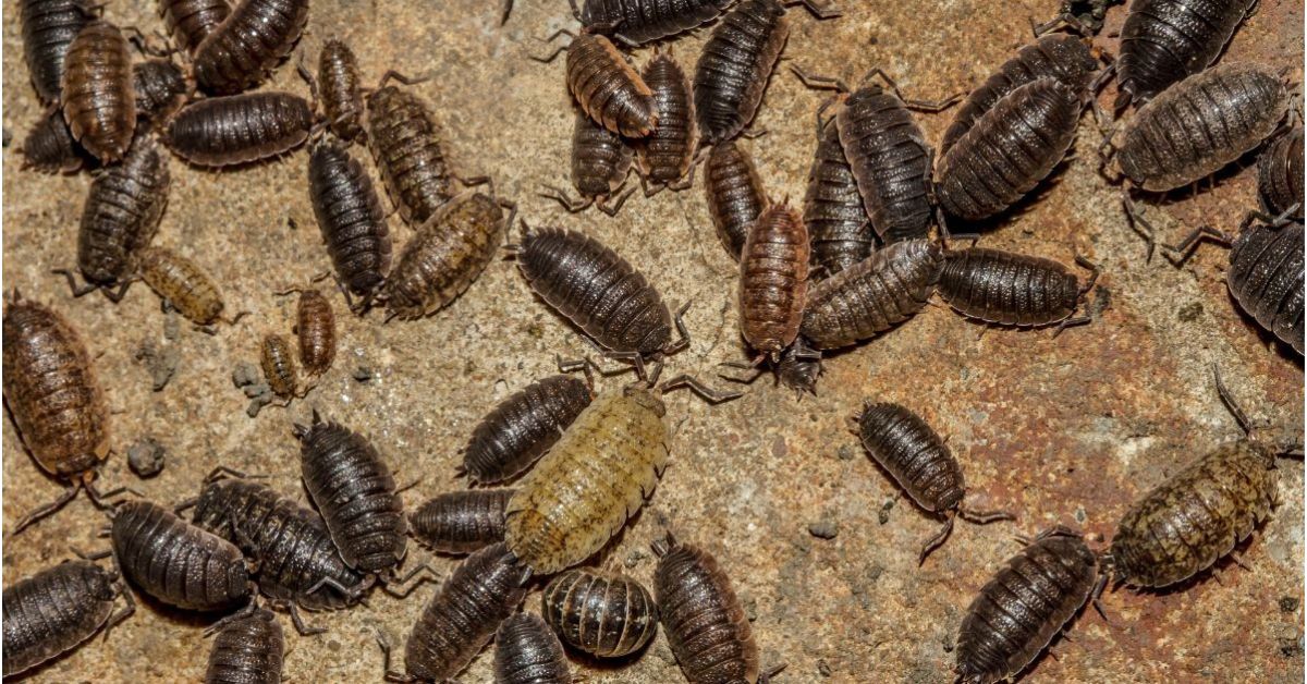 Pest Control