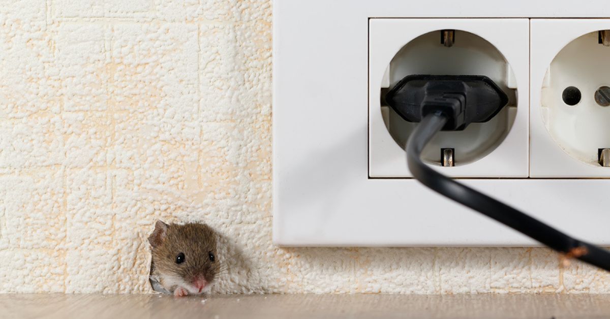 How to Deal with a Mouse in the House