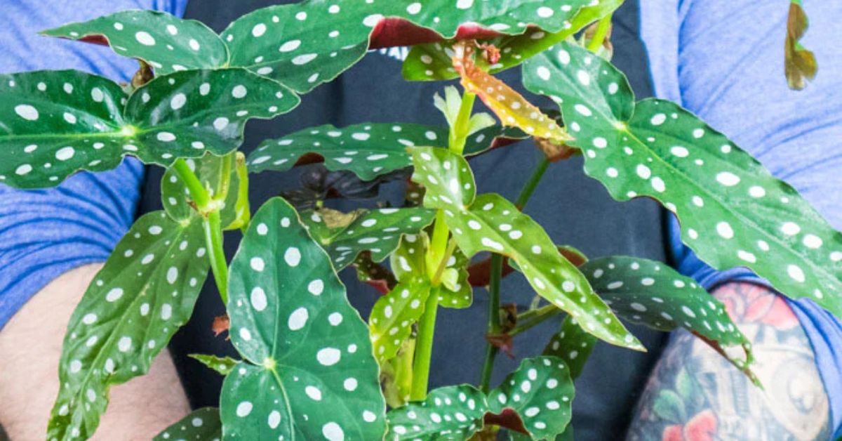 Begonia Maculata