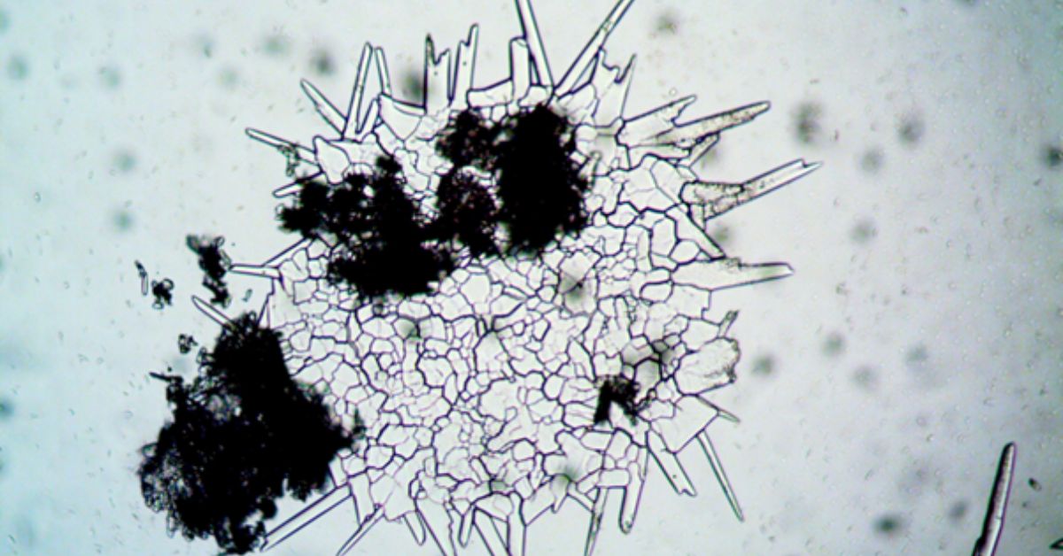Cell Culture Techniques